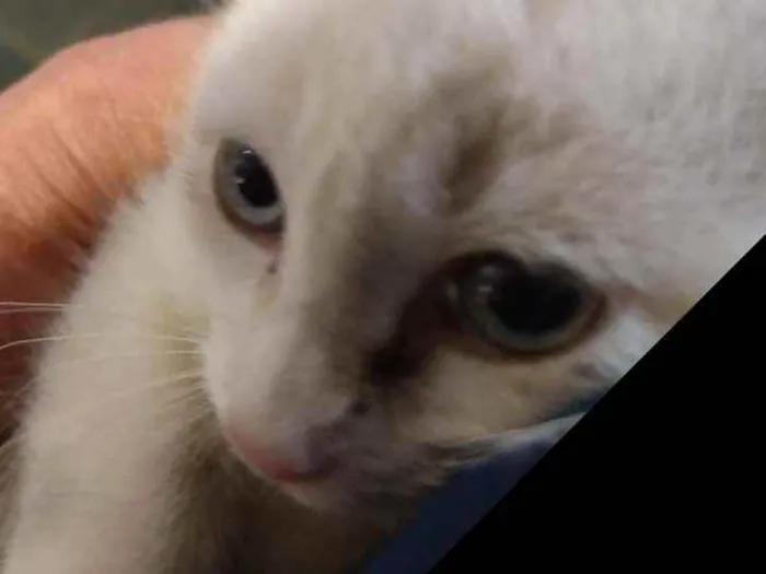 Gato ra a Indefinida idade 2 a 6 meses nome Elsa