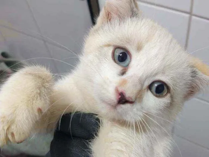 Gato ra a Indefinida idade 2 a 6 meses nome Elsa