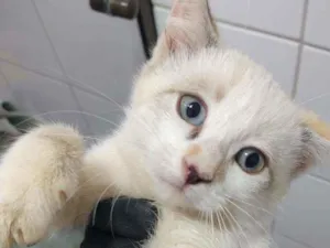 Gato raça Indefinida idade 2 a 6 meses nome Elsa