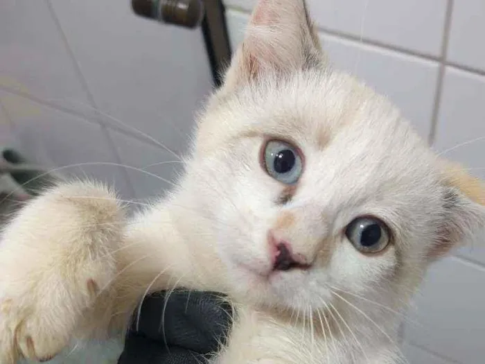 Gato ra a Indefinida idade 2 a 6 meses nome Elsa