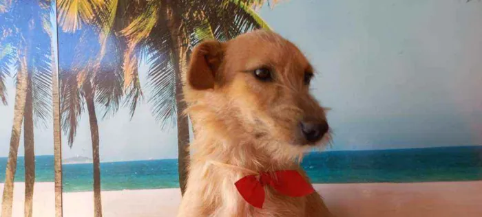 Cachorro ra a SRD idade 7 a 11 meses nome Filhotes 