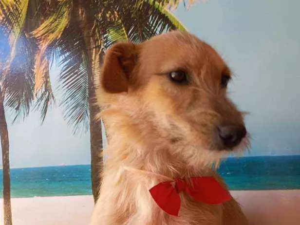 Cachorro ra a SRD idade 7 a 11 meses nome Filhotes 