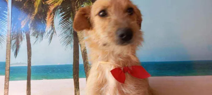 Cachorro ra a SRD idade 7 a 11 meses nome Filhotes 