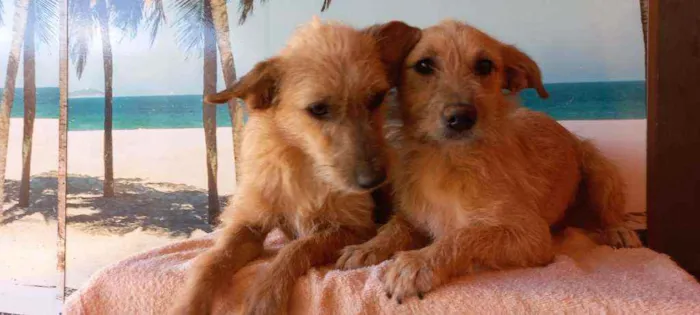 Cachorro ra a SRD idade 7 a 11 meses nome Filhotes 