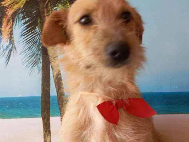 Cachorro ra a SRD idade 7 a 11 meses nome Filhotes 