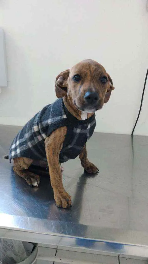 Cachorro ra a SRD idade 2 a 6 meses nome Pinhão 