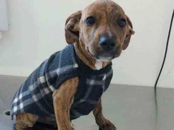 Cachorro ra a SRD idade 2 a 6 meses nome Pinhão 