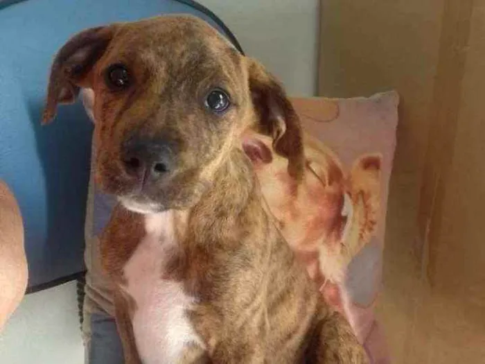 Cachorro ra a SRD idade 2 a 6 meses nome Pinhão 