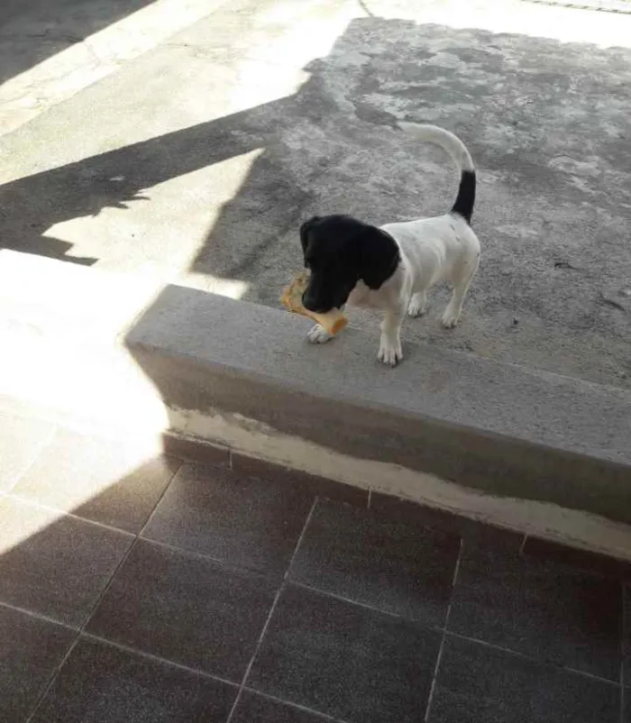 Cachorro raça Basset com vira lata idade 7 a 11 meses nome Suzy
