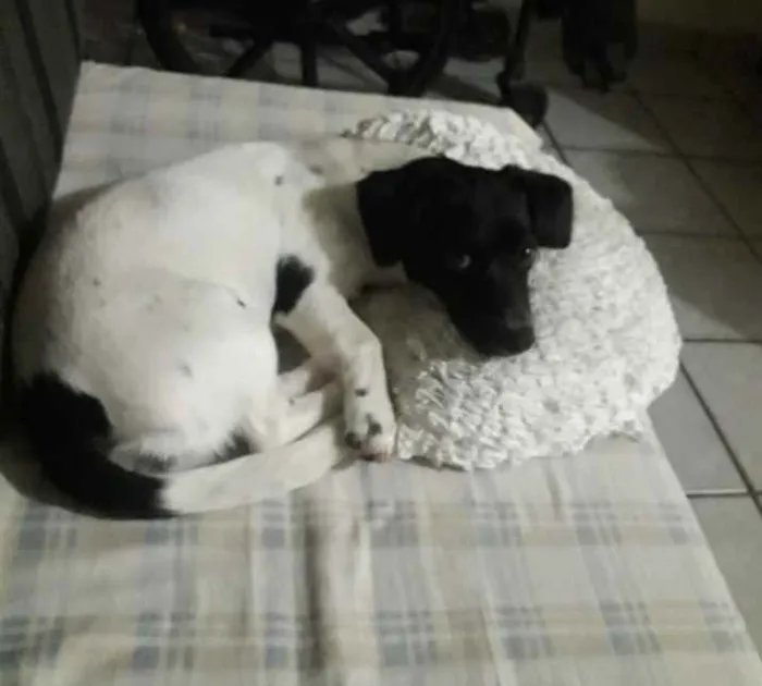 Cachorro raça Basset com vira lata idade 7 a 11 meses nome Suzy