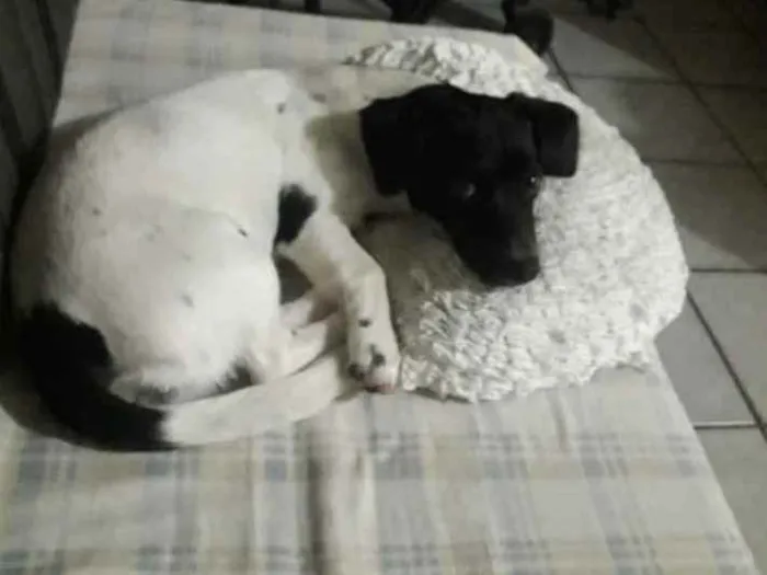 Cachorro raça Basset com vira lata idade 7 a 11 meses nome Suzy