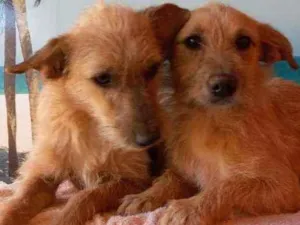 Cachorro raça SRD idade 7 a 11 meses nome Filhotes 
