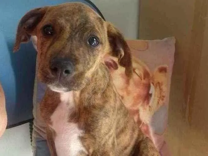Cachorro ra a SRD idade 2 a 6 meses nome Pinhão 