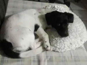Cachorro raça Basset com vira lata idade 7 a 11 meses nome Suzy