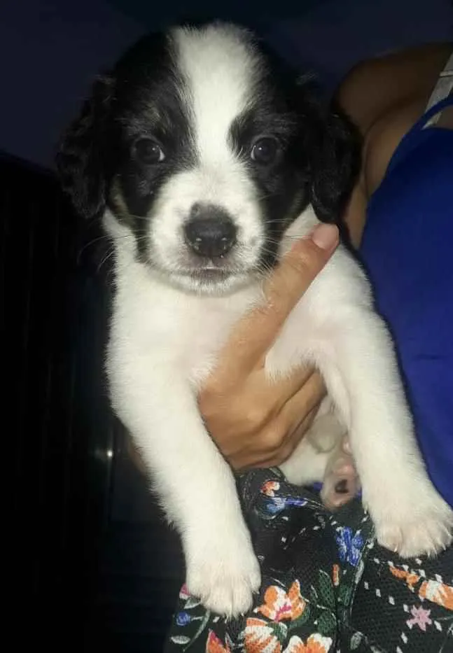 Cachorro raça Srd idade 2 a 6 meses nome Sem nomes