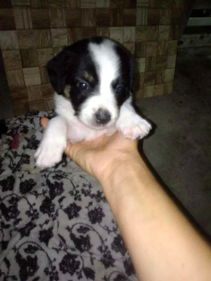 Cachorro raça Srd idade 2 a 6 meses nome Sem nomes