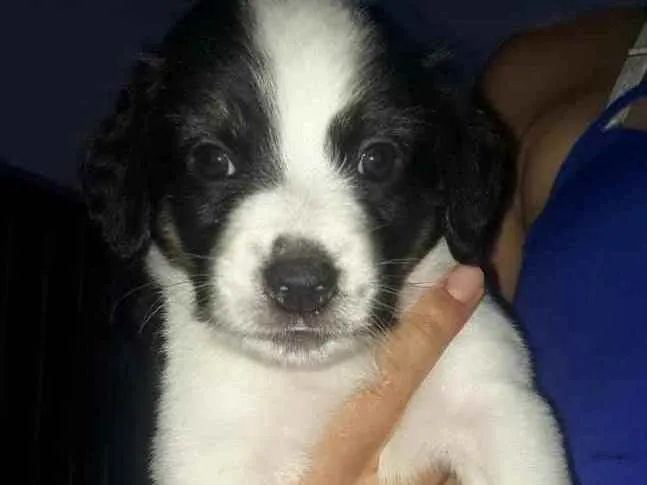 Cachorro raça Srd idade 2 a 6 meses nome Sem nomes