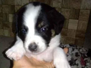 Cachorro raça Srd idade 2 a 6 meses nome Sem nomes