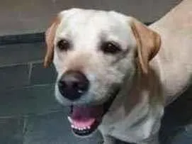 Cachorro raça SRD-ViraLata idade 1 ano nome NÃO SABEMOS