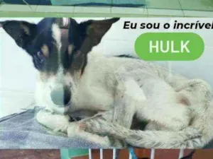 Cachorro raça SRD idade 3 anos nome HULK