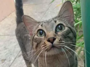 Gato raça Srd idade 1 ano nome Zequinha