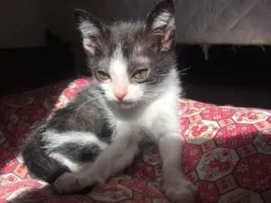 Gato raça Srd  idade Abaixo de 2 meses nome Sem nome