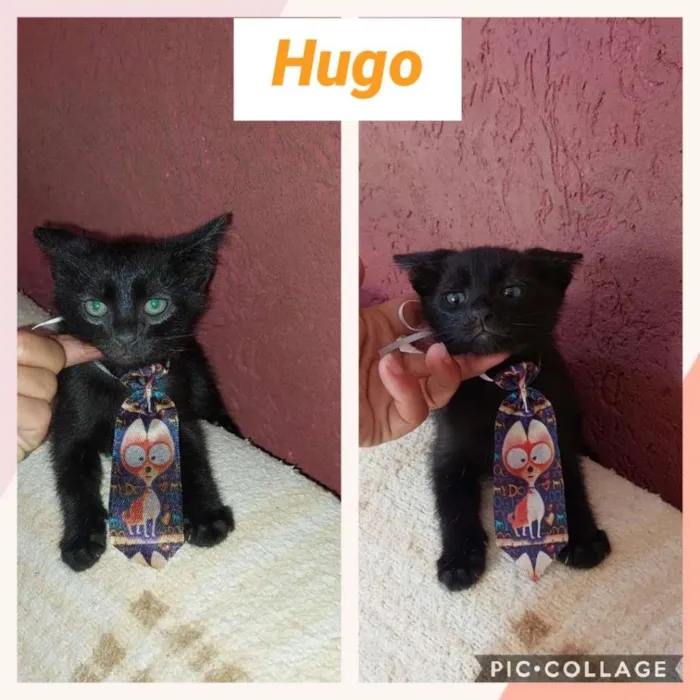 Gato raça SRD-ViraLata idade 2 a 6 meses nome HUGO