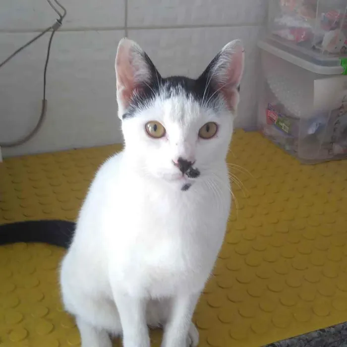 Gato ra a  idade 2 a 6 meses nome Adoção responsável 