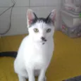 Adoção responsável