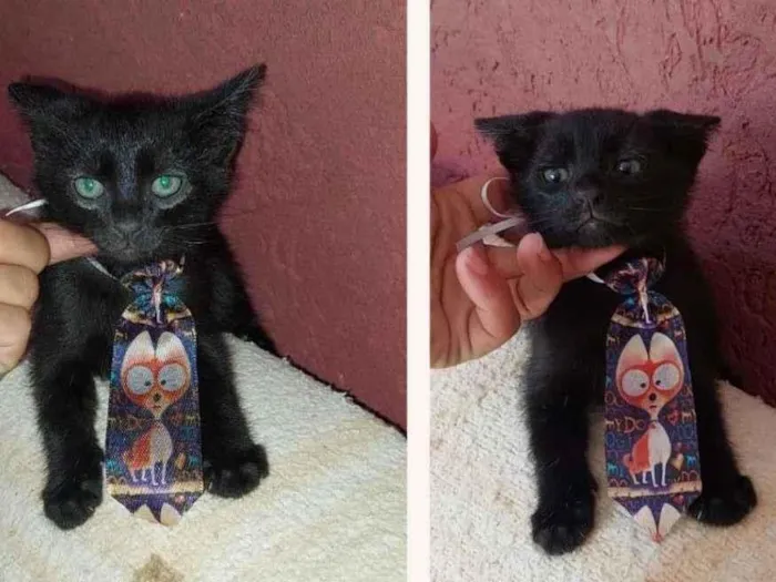 Gato raça SRD-ViraLata idade 2 a 6 meses nome HUGO