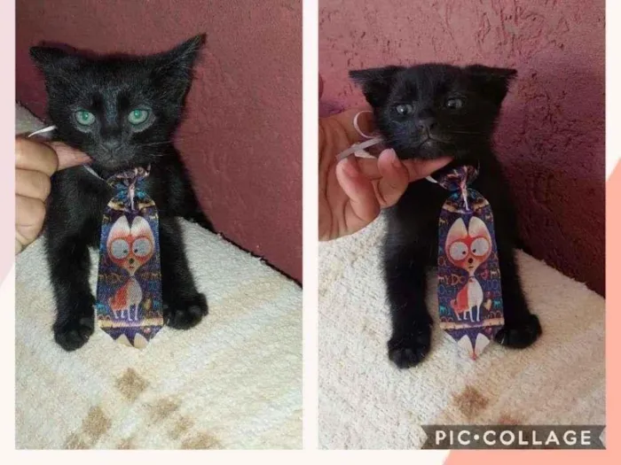 Gato raça SRD-ViraLata idade 2 a 6 meses nome HUGO