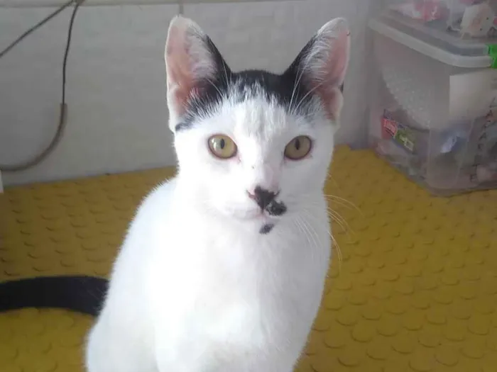 Gato ra a  idade 2 a 6 meses nome Adoção responsável 