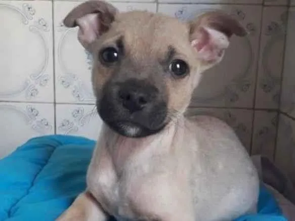 Cachorro raça SRD-ViraLata idade 2 a 6 meses nome TED