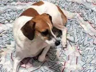 Cachorro ra a SRD idade 6 ou mais anos nome Nina