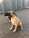 Lady 