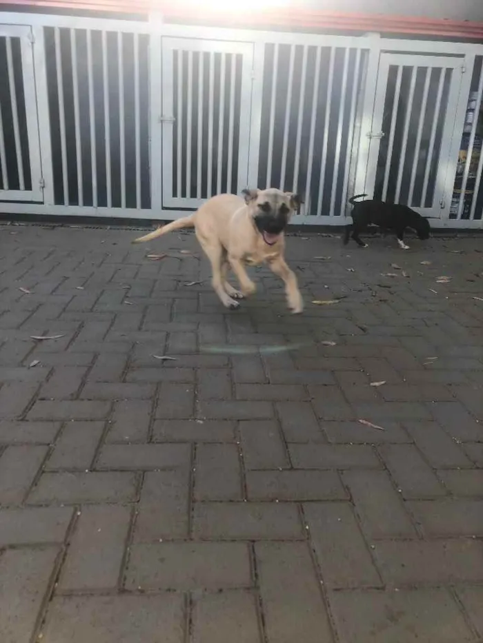Cachorro ra a Sem raça  idade 2 a 6 meses nome Lady 