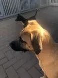 Lady 