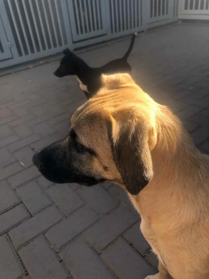 Cachorro ra a Sem raça  idade 2 a 6 meses nome Lady 