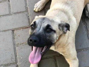 Cachorro raça Sem raça  idade 2 a 6 meses nome Lady 