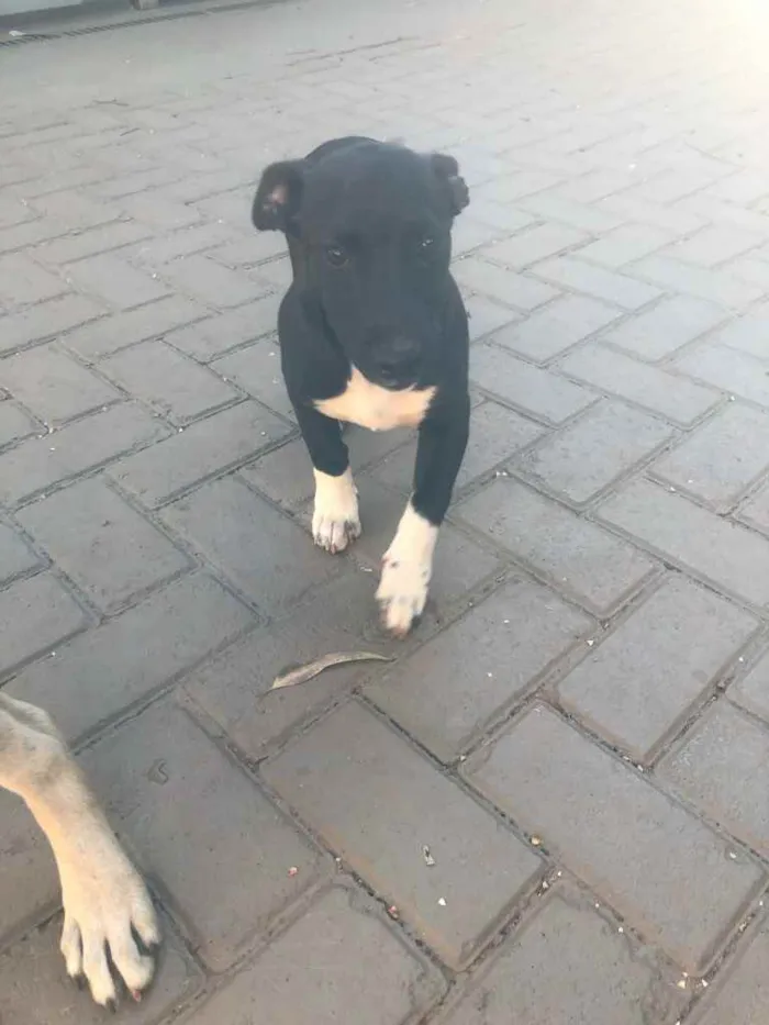 Cachorro ra a Sem raça  idade 2 a 6 meses nome Pingo 