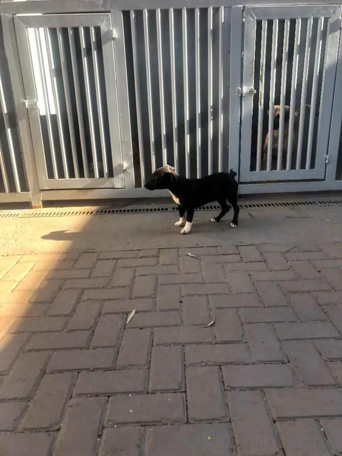 Cachorro ra a Sem raça  idade 2 a 6 meses nome Pingo 