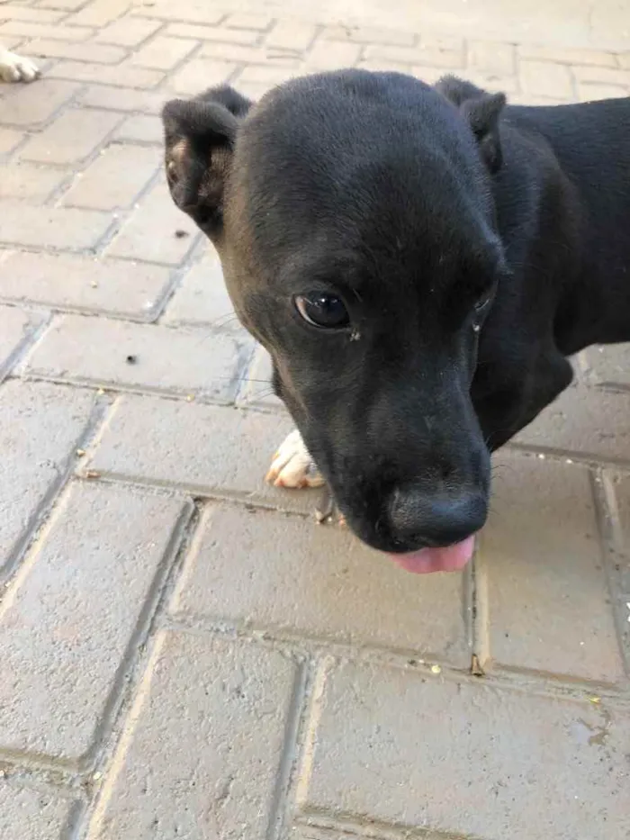 Cachorro ra a Sem raça  idade 2 a 6 meses nome Pingo 