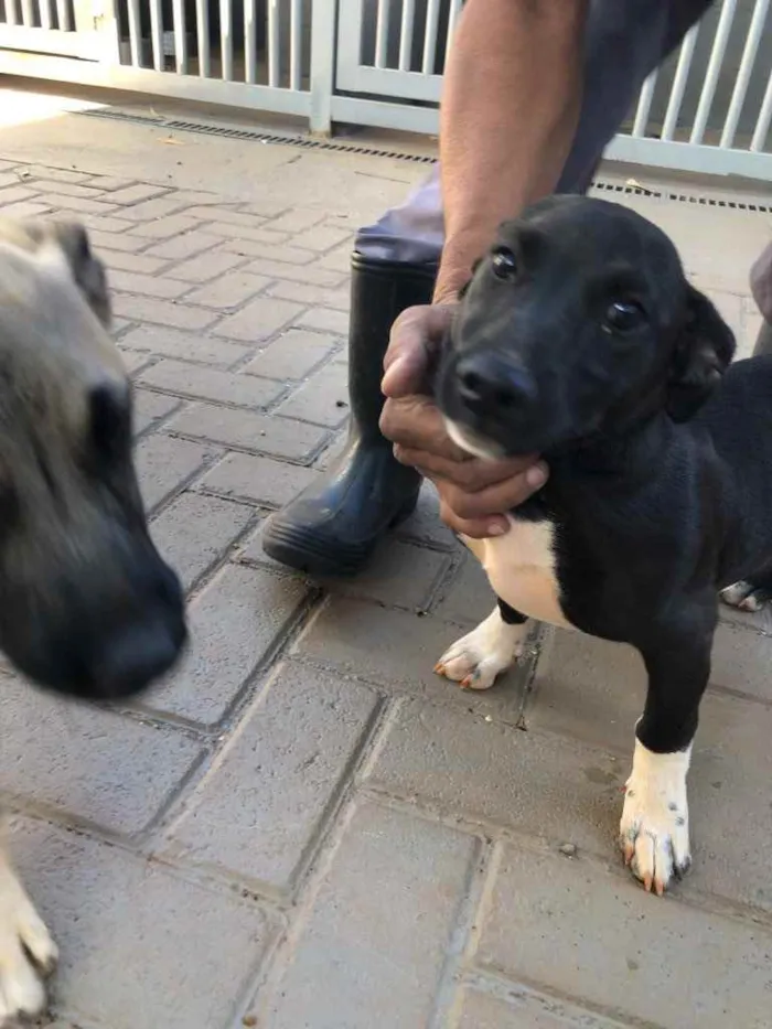 Cachorro ra a Sem raça  idade 2 a 6 meses nome Pingo 