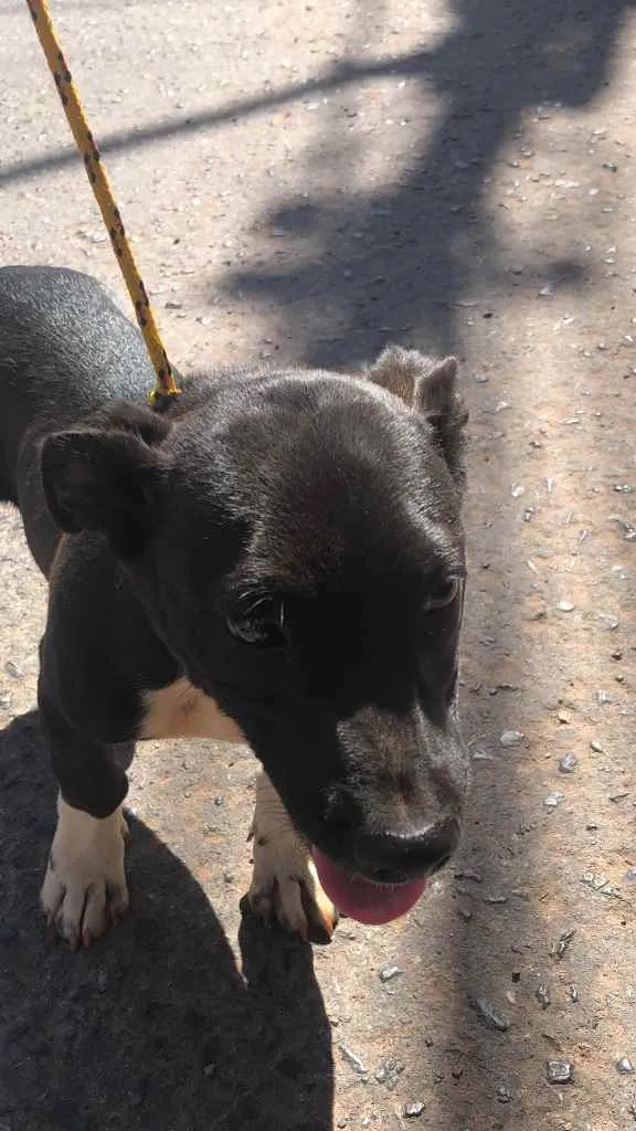 Cachorro ra a Sem raça  idade 2 a 6 meses nome Pingo 