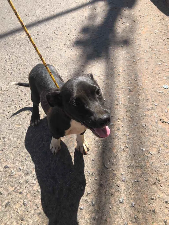 Cachorro ra a Sem raça  idade 2 a 6 meses nome Pingo 