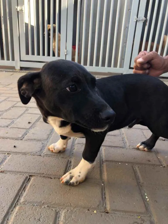 Cachorro ra a Sem raça  idade 2 a 6 meses nome Pingo 