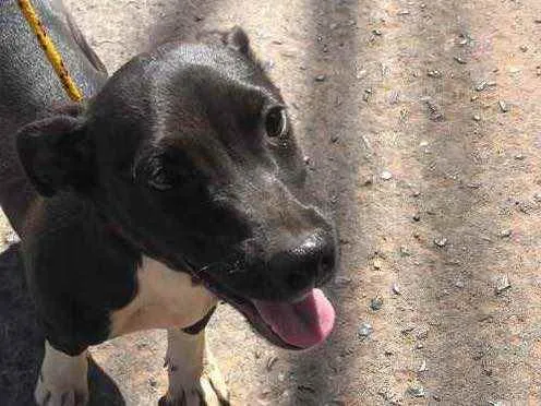Cachorro ra a Sem raça  idade 2 a 6 meses nome Pingo 