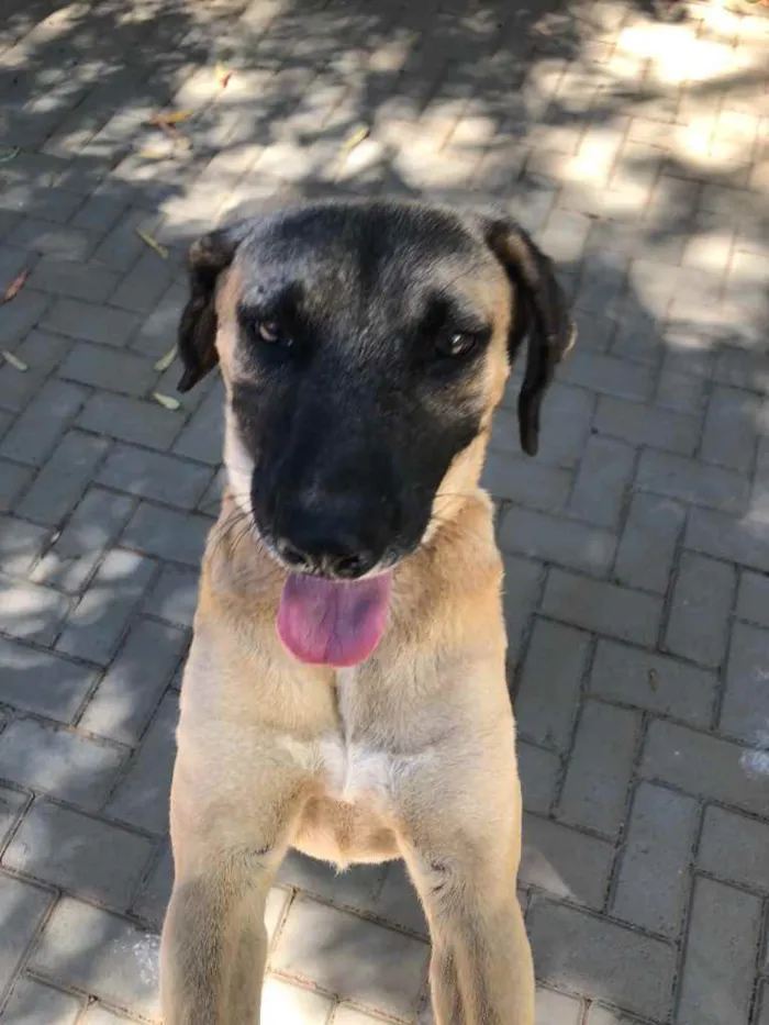 Cachorro ra a Sem raça  idade 2 anos nome Guerreiro 