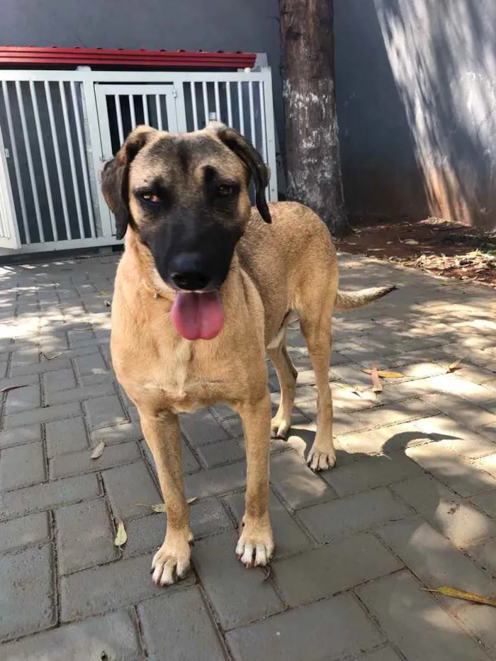 Cachorro ra a Sem raça  idade 2 anos nome Guerreiro 