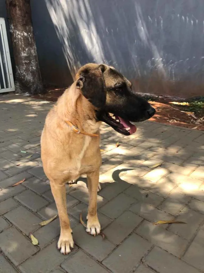 Cachorro ra a Sem raça  idade 2 anos nome Guerreiro 